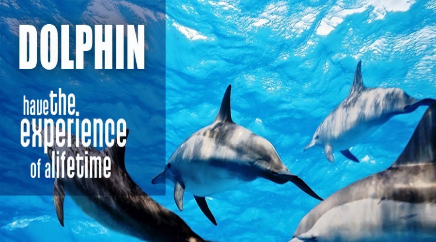 Lebih Hemat! Jual Tiket Promo Dolphin Lovina, Menonton Lumba-Lumba Sambil Melihat Sunset Pantai Lovina